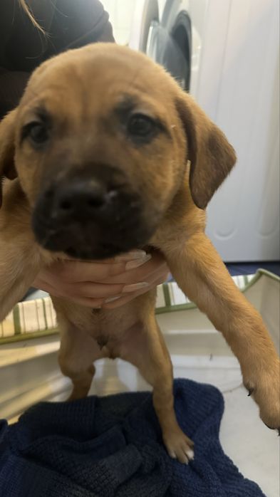 Donez Puii de cațel