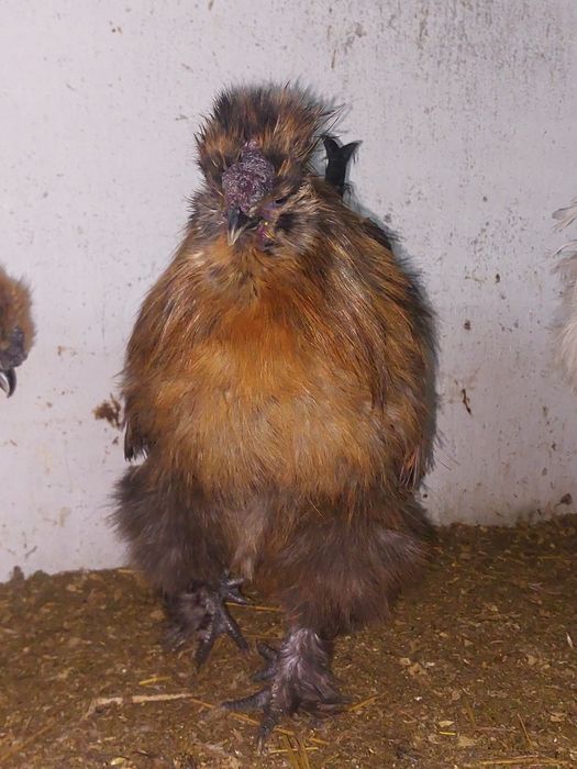 Продам китайских шелковых петушков.