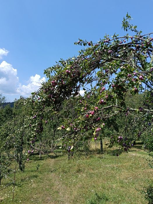 Vând casă din lemn