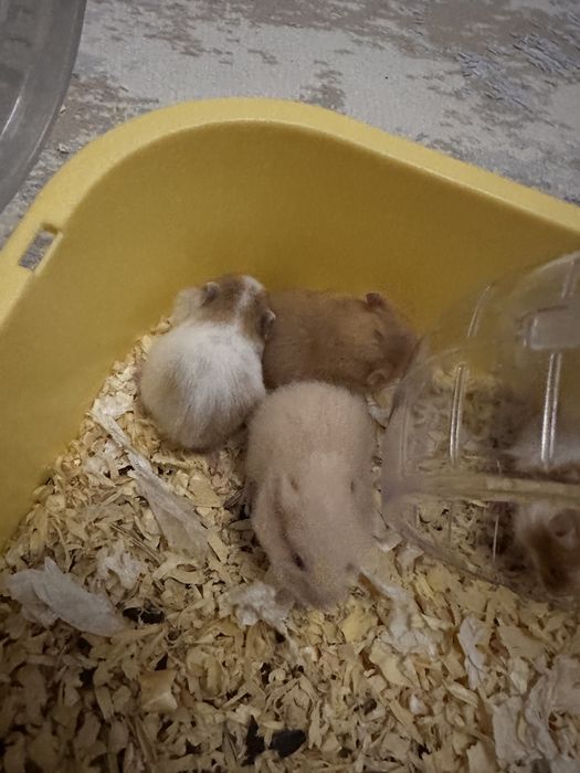 Хомяк домашний маленький