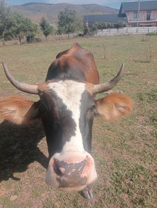 Vand vaca 120 de milioane negociabil