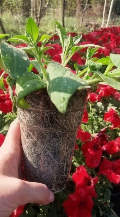 Продам Ампельную петунью в Астане