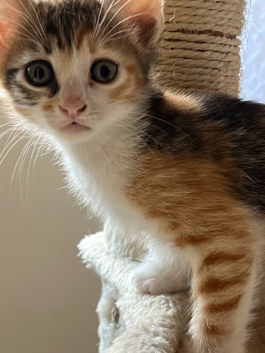 котенца от Созопол
