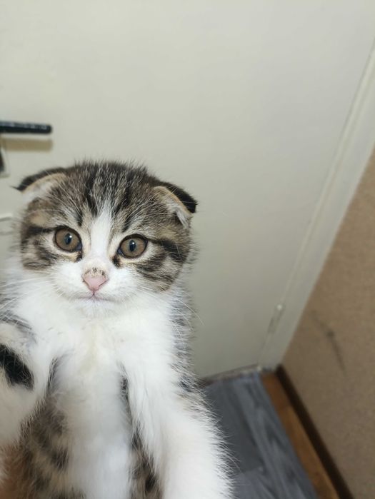 Шотландия мушуги сотилади