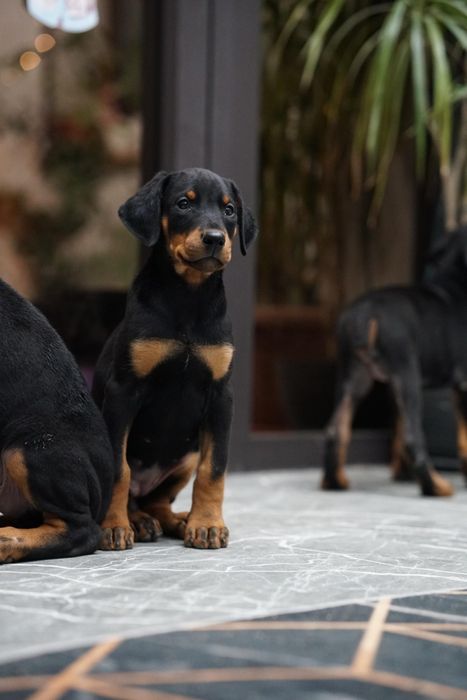 Продам щенков добермана