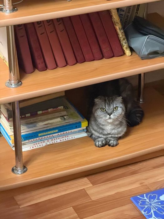 Шотландская вислоухая кошка