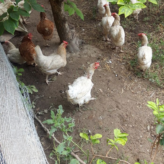 Ок кизил товук сотилади