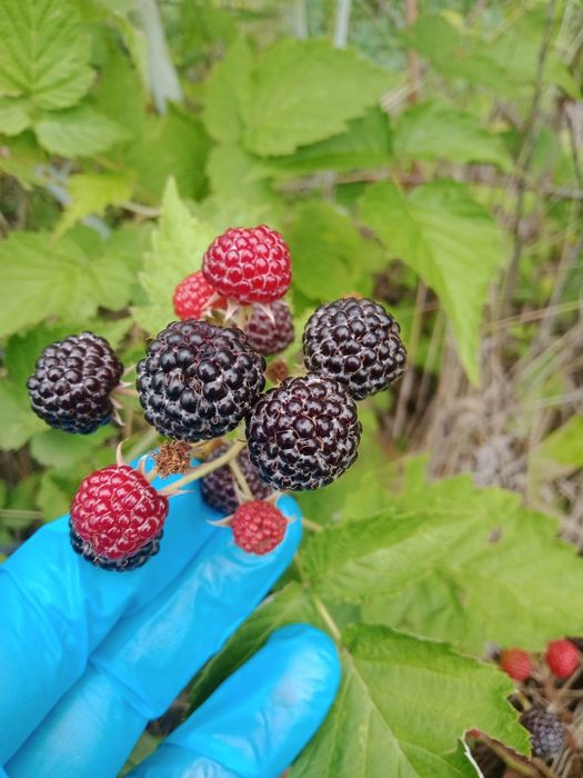 Продам саженцы чёрной малины