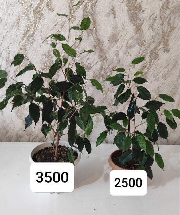 Продам фикусы сортовые от 2500тг
