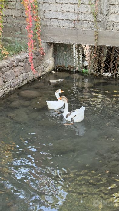 G’oz o’rdak va tovuqlar sotiladi