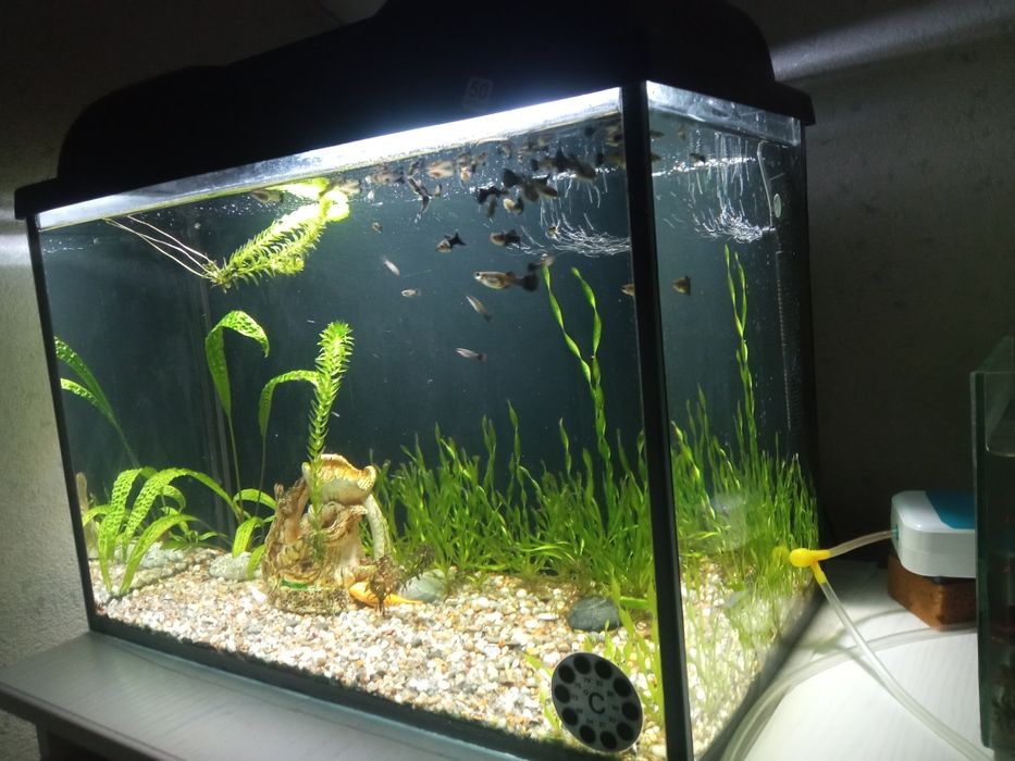 Продам аквариум 50 литров