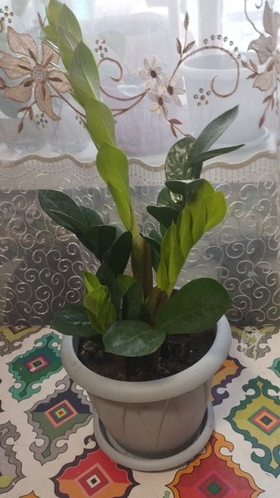 Долларовое дерево молодое