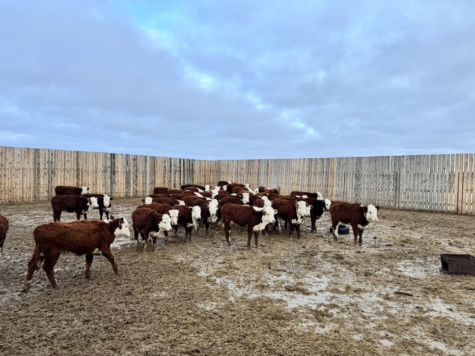 Ұрғашы баспақтар сатылды