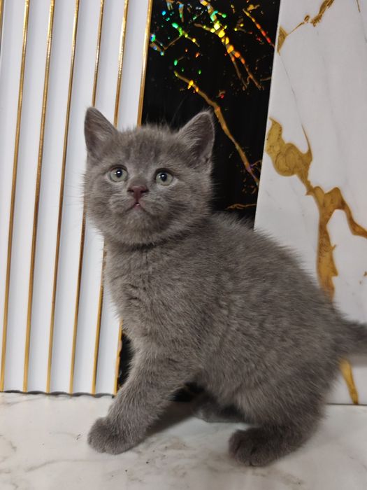 Продам милого котёнка