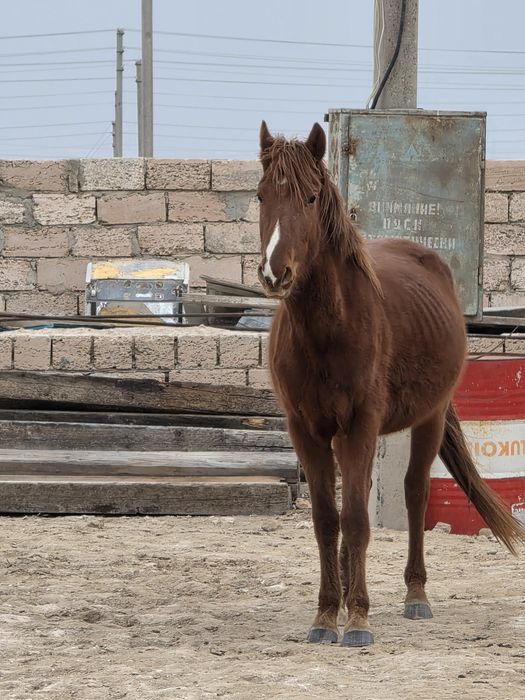 дөнен айғыр сатылады