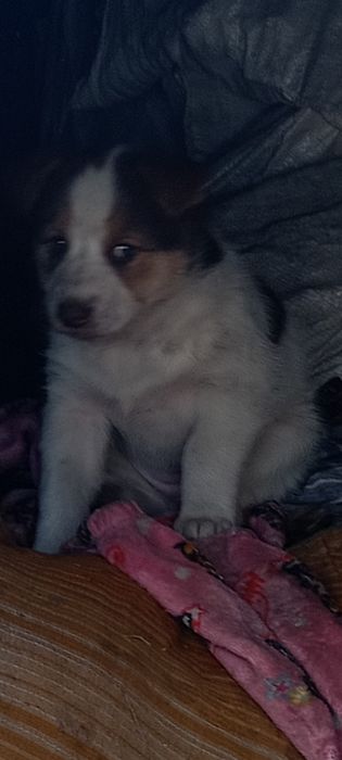 Красавцы дети ищут дом