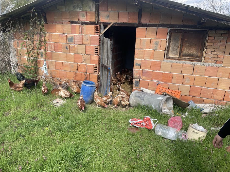 Кокошки те са на 12 месеца