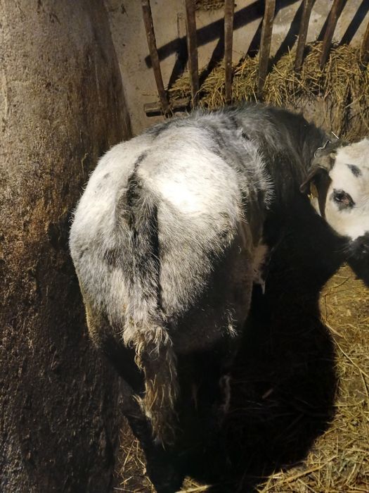 Vând vițel albastru belgian
