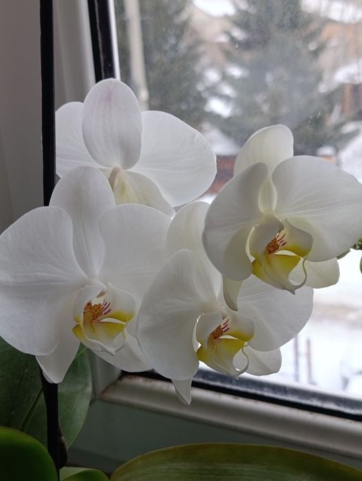 Орхидея Фаленопсис