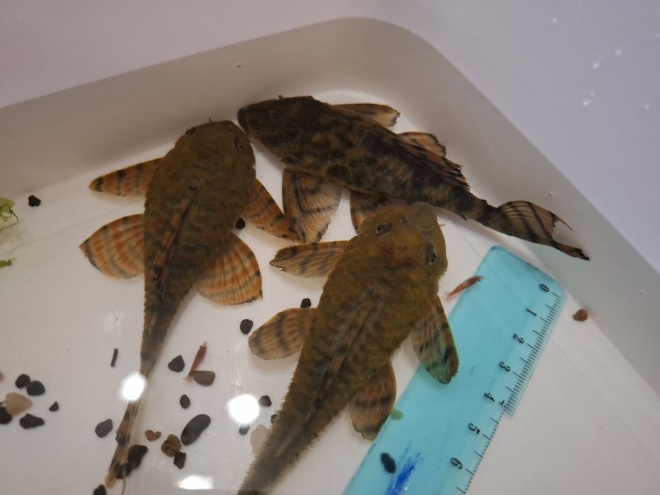 Звездни сомчета,воални анцитруси