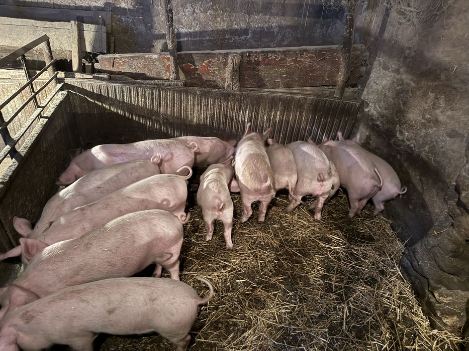 Прасета от 20-26 до 27 кг