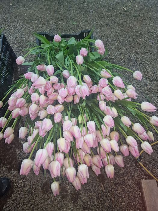Тюльпаны крупные отборные