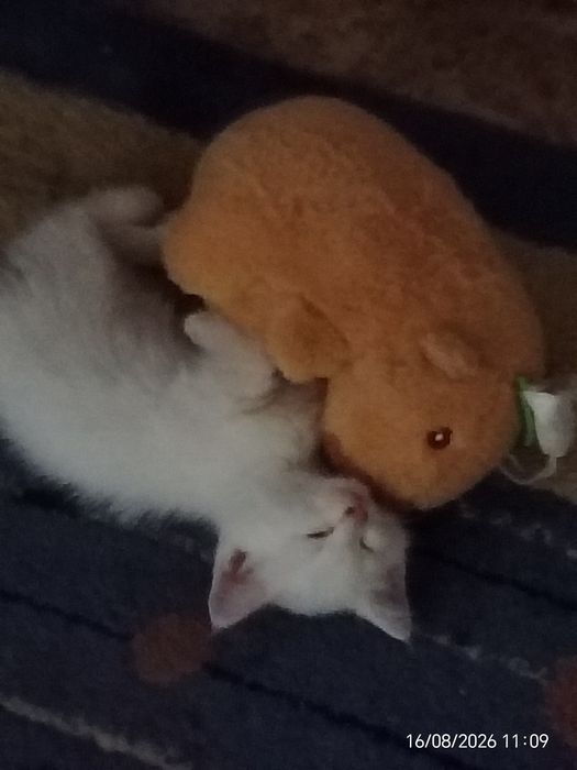 Отдам Котят даром!!!