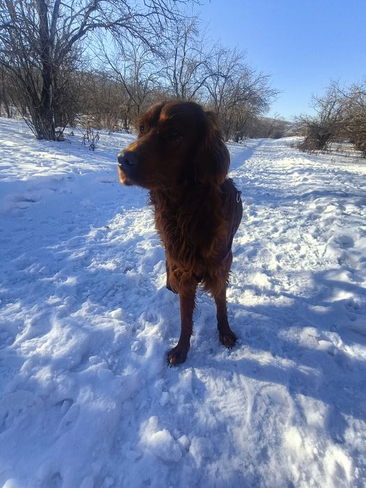 Продам щенка ирландского сеттера охотника