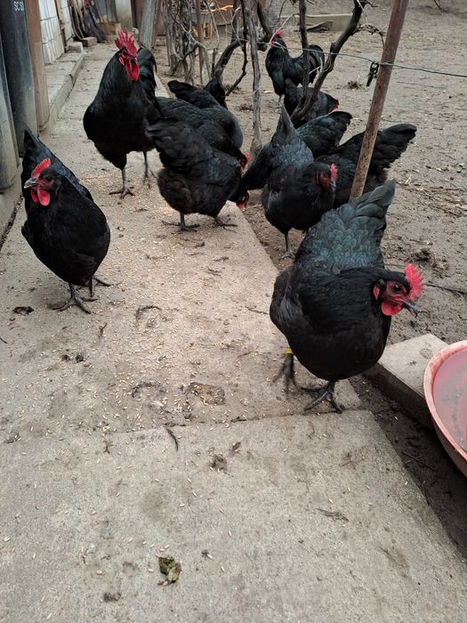 Oua pentru incubat australorp, austrolop australop,australorp