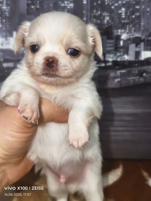 Очаровательные щенки чихуахуа.