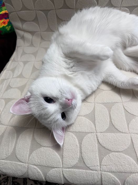 Белая королевская кошка