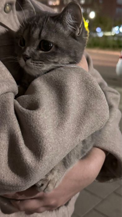Кот сладкий ребенок ищет дом
