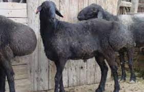 Қўйлар тирик вазнда ва сўйиб бериш хизматлари