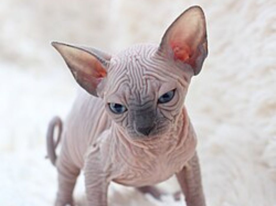 Продажа котят  сфинкса