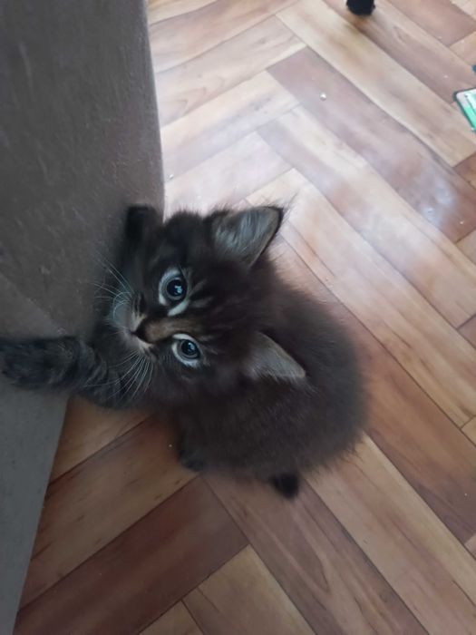 Отдам очень красивых  котят!