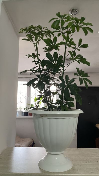 Комнатые растения