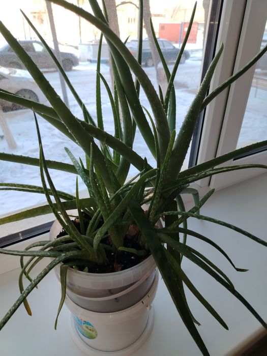 Алоэ сатылады продаётся