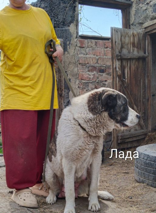 Щенки САО с отл родословной черные