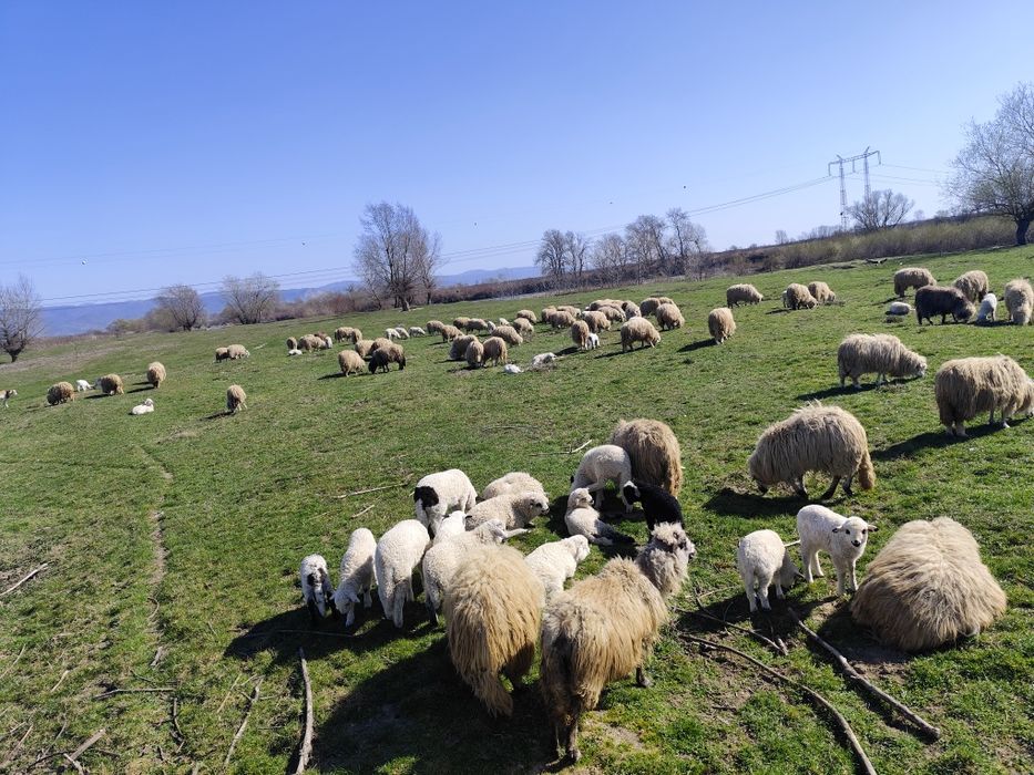 Vând 60 de oi cu miei și gestante
