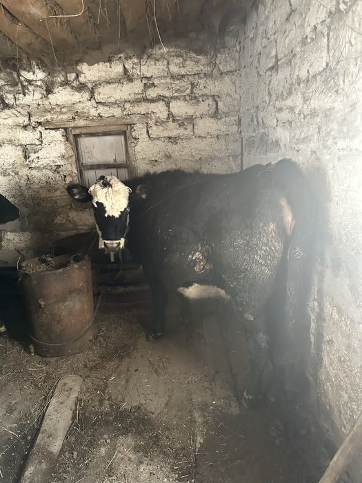 Трехлетка первый оттел глубокостельная цена договорна с.Жанадауыр