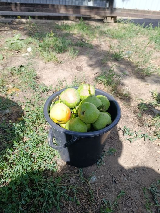 Продам грушу с дерева. Район Асан