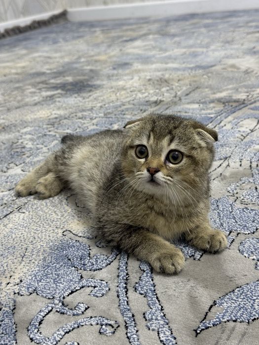Котенок Скотиш Фолд Шиншилла