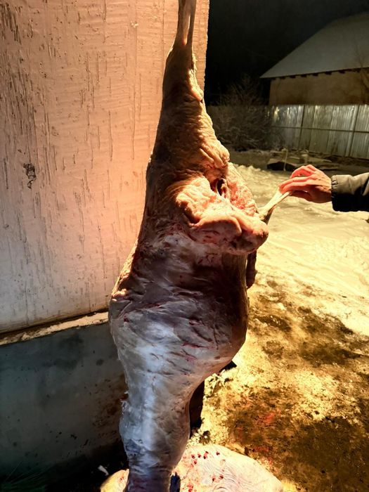 Токтылар сатылады