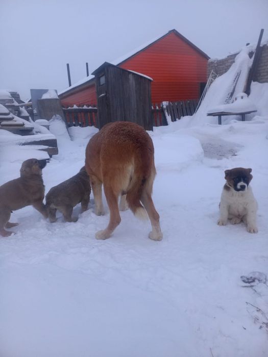 Продам щенков ,,Алабай,,,