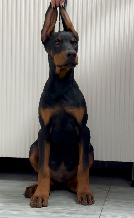 Доберман с документами