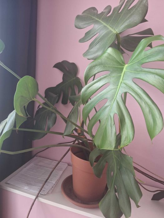 Vand monstera planta adulta