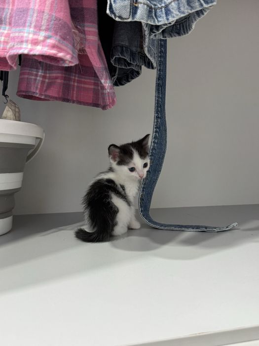 Отдам котят бесплатно