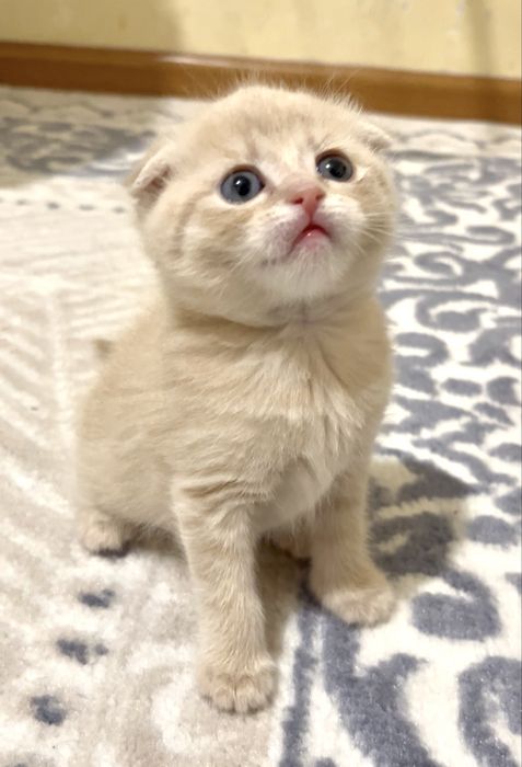 Продам шотланский висалухий