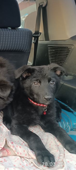 Немецкая овчарка щенки