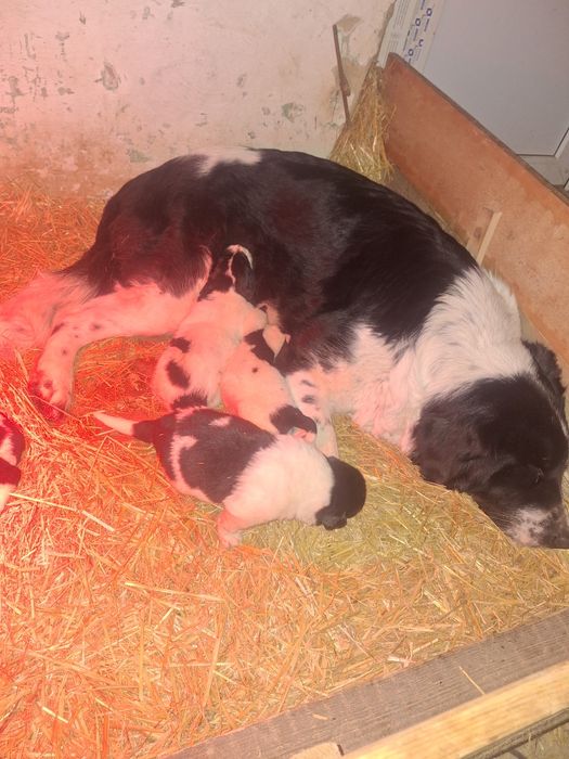 Donez catelusi ciobanesc de bucovina